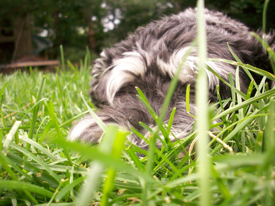 Creature of the Grass