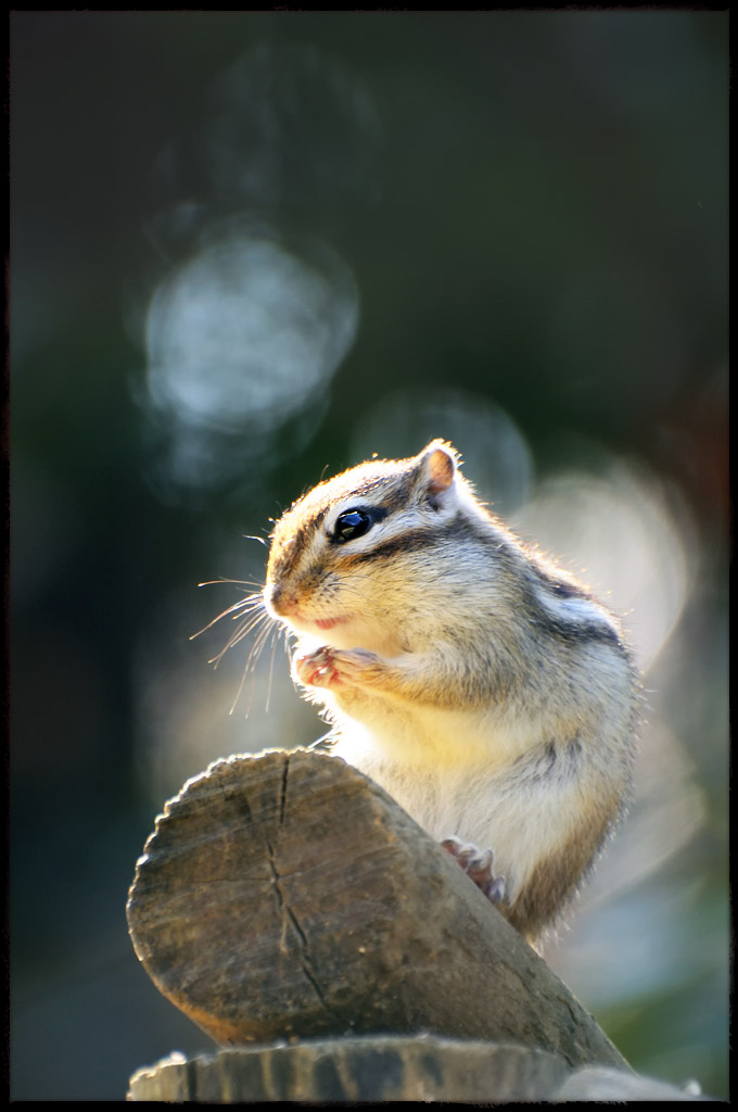 Chipmunk in shade of tree