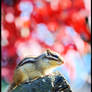 Chipmunk in Autumn