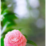 Otome Camellia