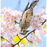 Brown-eared Bulbul and Flowers