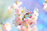 Cherry Blossom 3 by simzcom