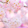 Cherry Blossom Pale Gradient