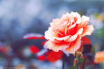 Pale Orange Rose by simzcom