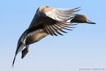 Flying Pintail by simzcom