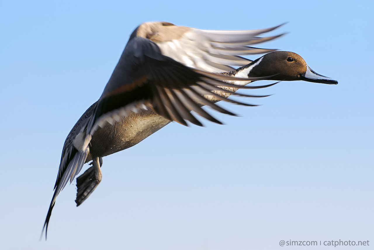 Flying Pintail