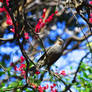 Brown-eared Bulbul on Red-blossomed Plum Tree