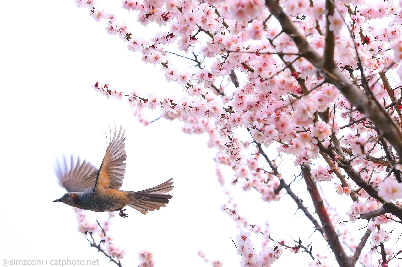 Fly from Spring to Spring by simzcom