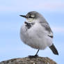 Rounded White Wagtail