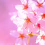 Yoshino Blossom