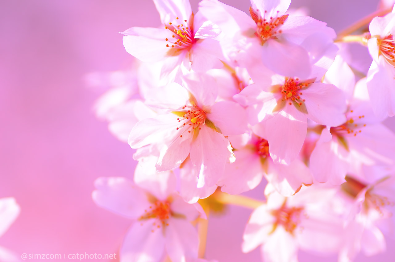 Yoshino Blossom