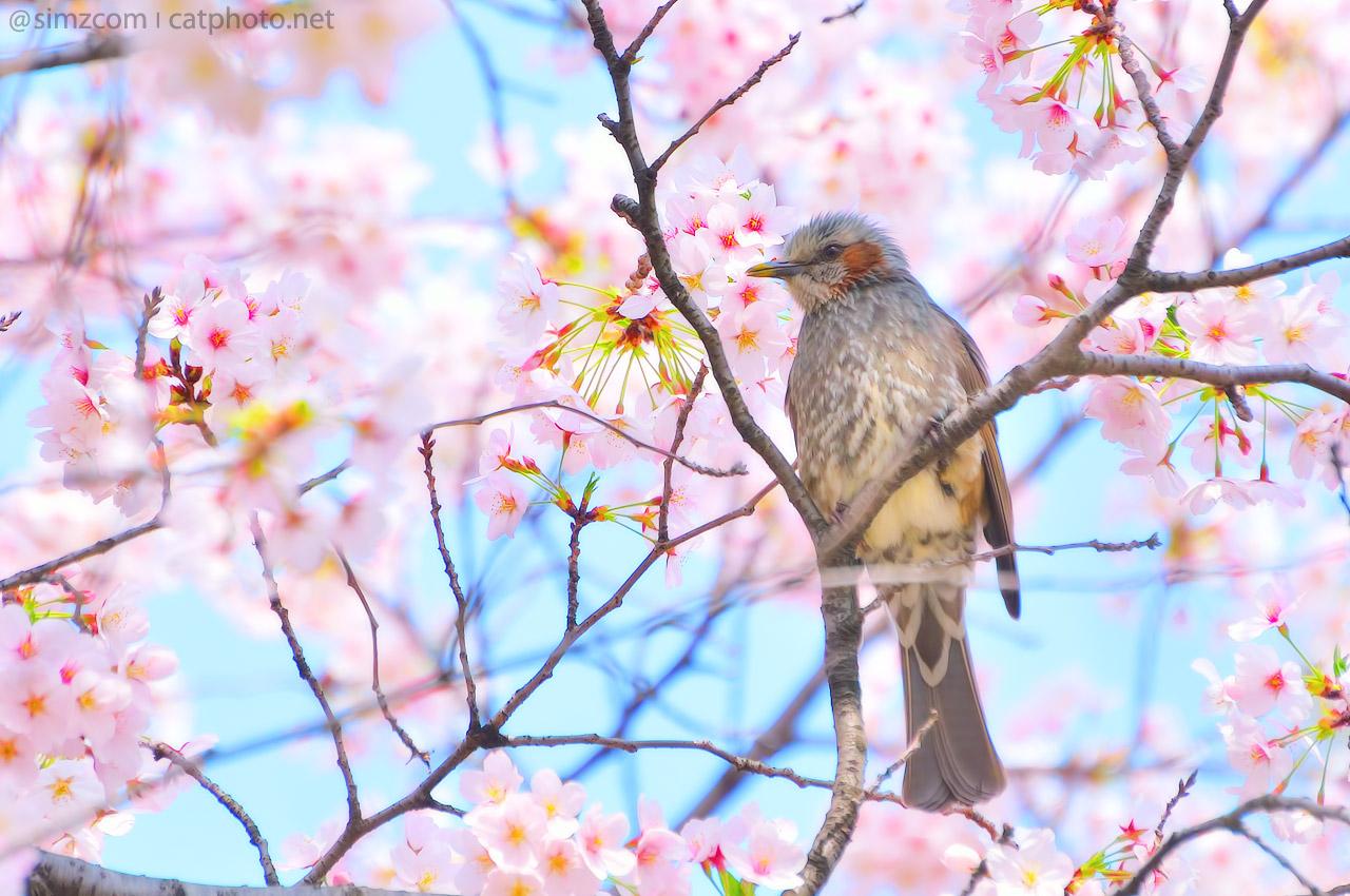 Brown-eared Bulbul with Cherry Yoshino