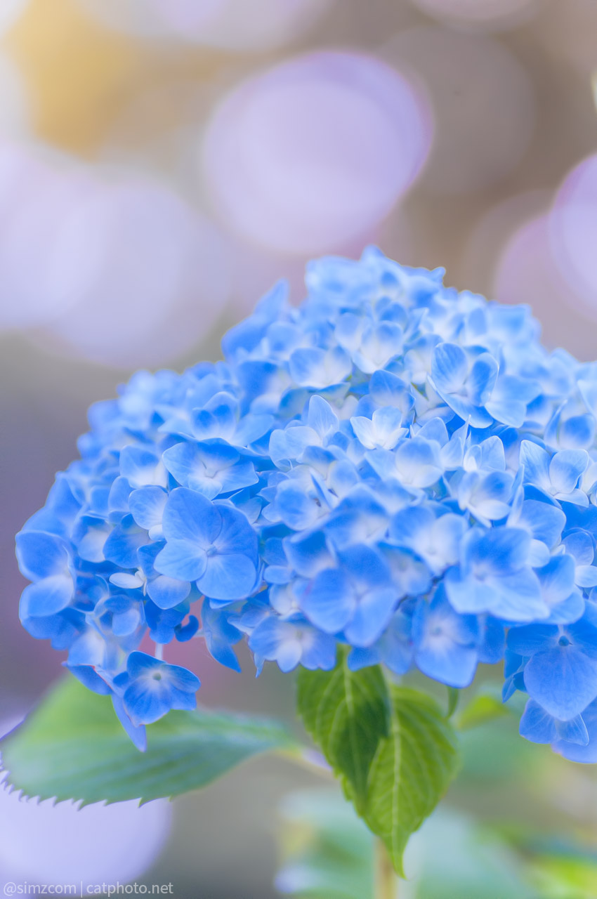 Hydrangea 2015 - 1