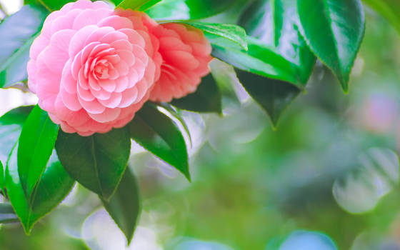 Pink Corsage