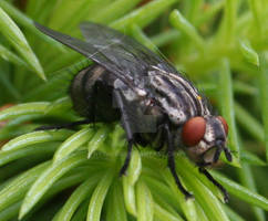 Musca Domestica