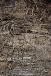 Wood Texture Stock 8