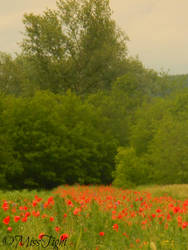 Poppies.