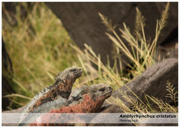 Galapagos Marine Iguana