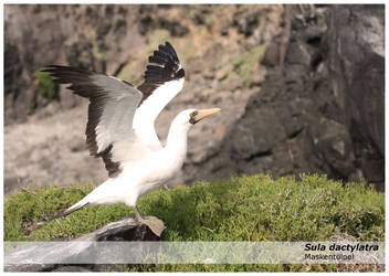 Galapagos Masked Booby