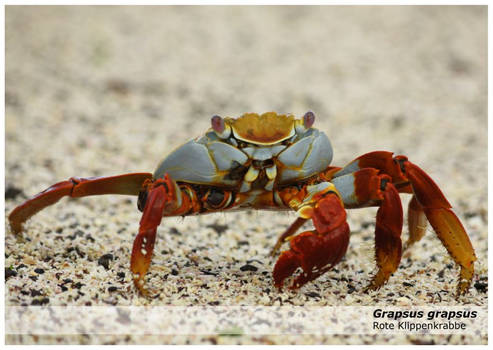 Galapagos Red Rock Crab