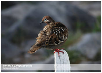 Galapagos Dove