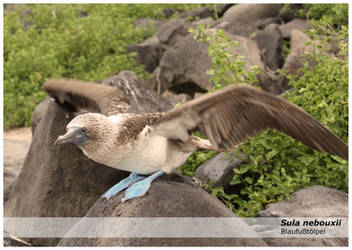 Galapagos Blue-footed Booby