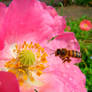 Poppy and a Bee