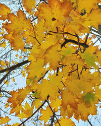 Autumn Yellow