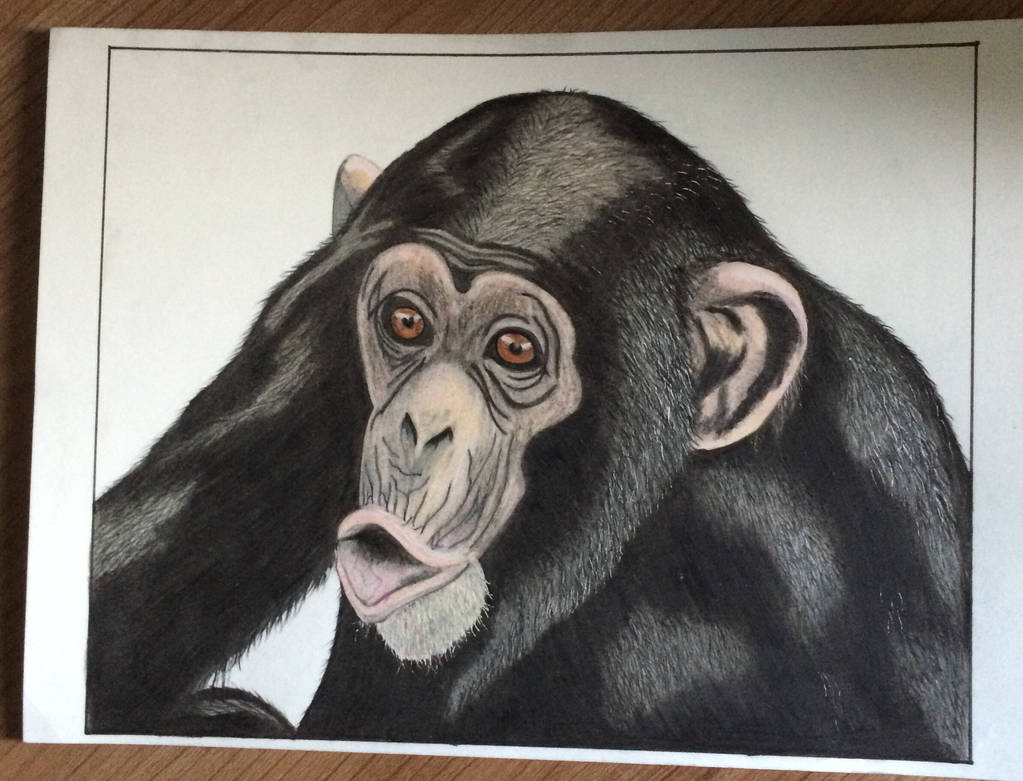 Deviantart Chimp Chimp by bensingtonstud on DeviantArt