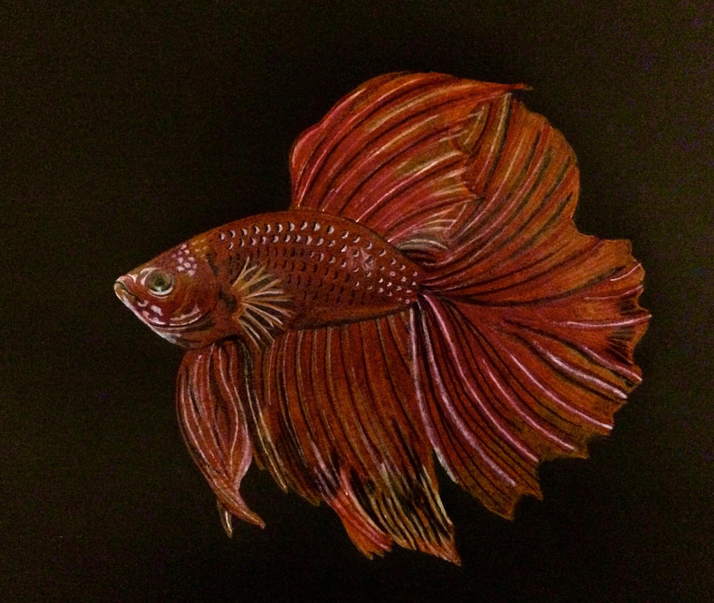 Unique Fighter Fish Fighter fish by bensingtonstud on DeviantArt