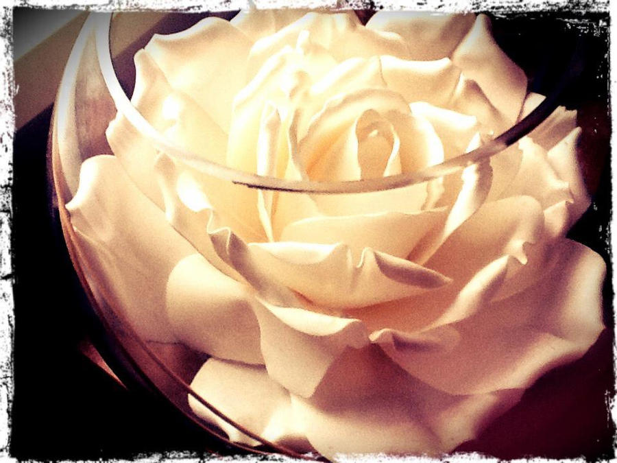 White Rose