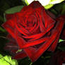 Red rose