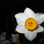 Macro Narcissus Jonquilla