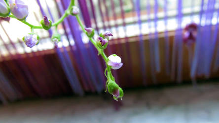 Drosera capensis