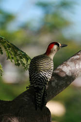 Woodpecker