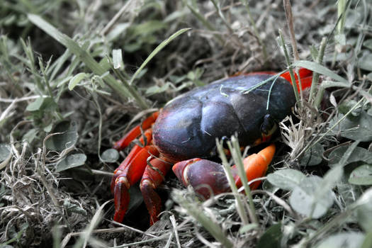 Harold the One-Clawed Crab