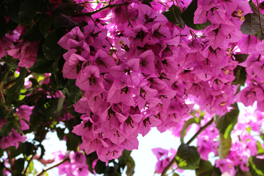 Floral Canopy