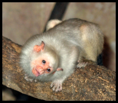 A little monkey in Zoo Szeged