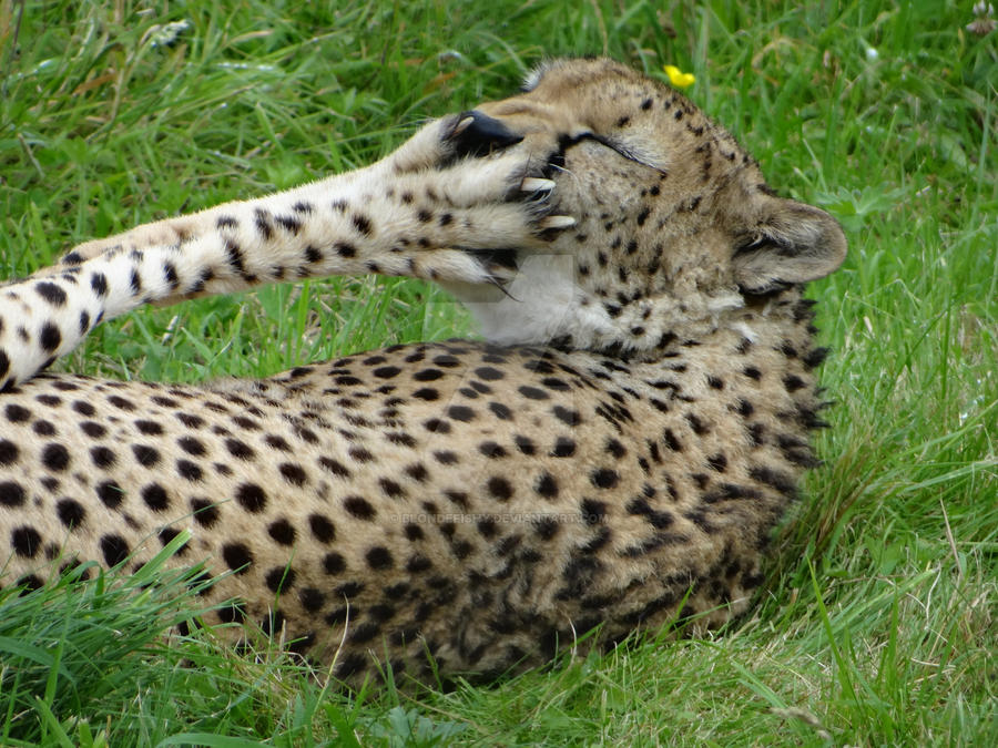 Laughing Cheetah By Blondefishy On DeviantArt.