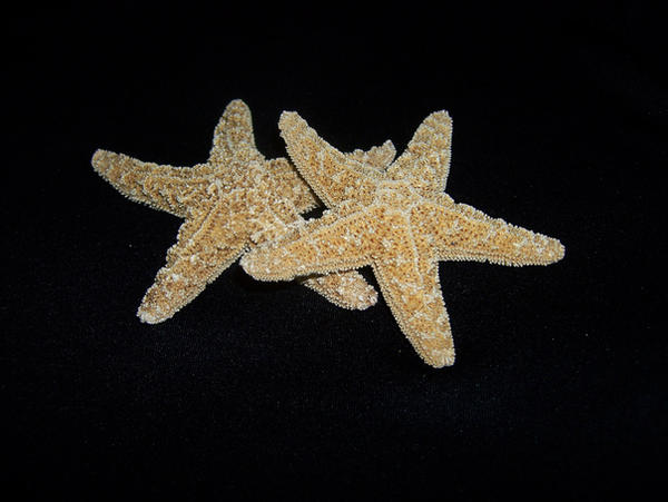 Starfish Stock5