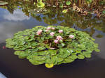 Pond Stock1 by Cinnamoncandy-Stock