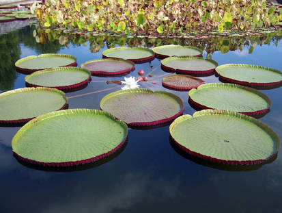 Pond Stock2