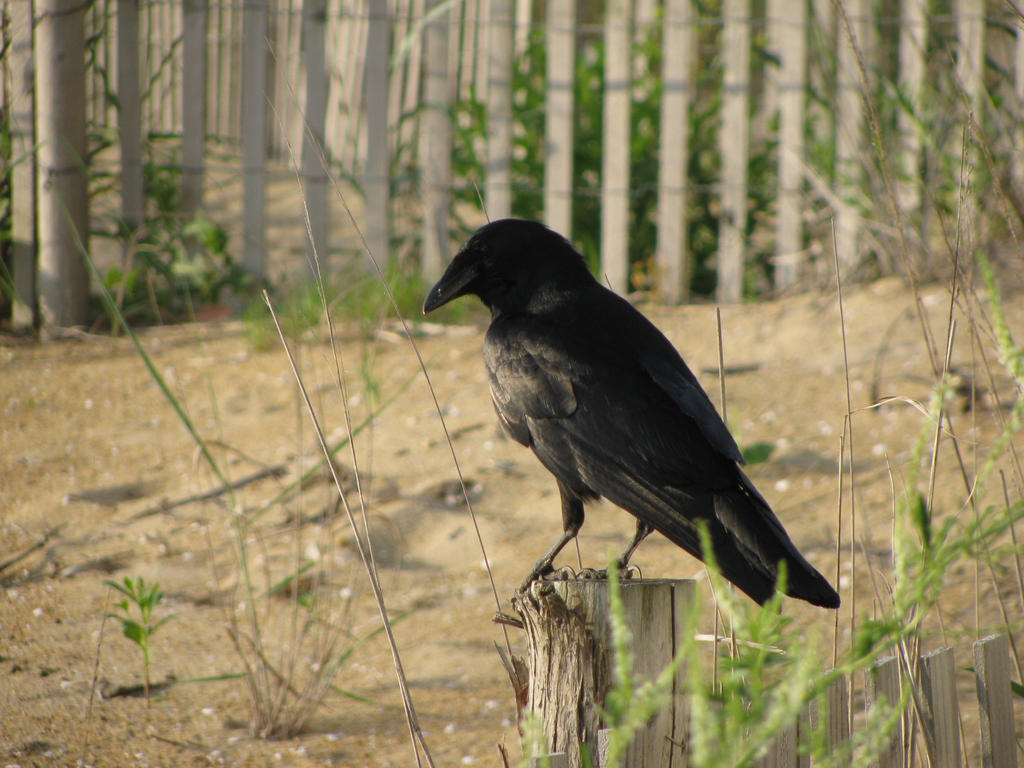 Crow Stock 2