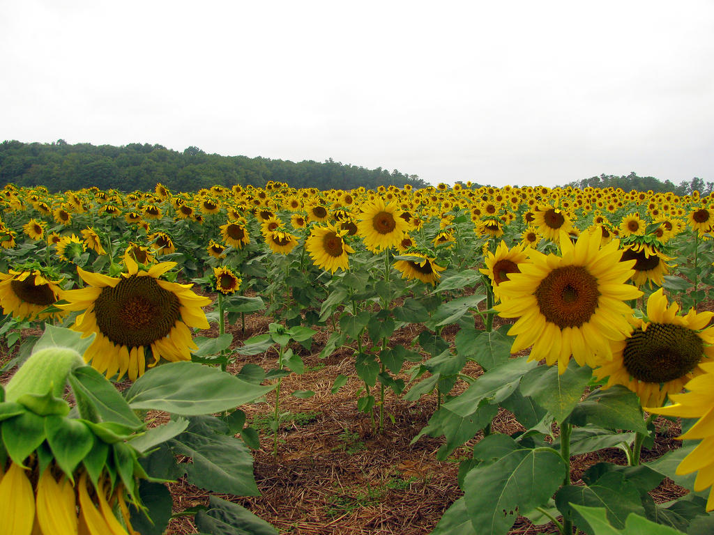 Sunflower Field Stock 2 by Cinnamoncandy-Stock