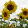 Sunflower Field Stock 5
