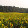 Sunflower Field Stock 7