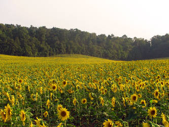 Sunflower Field Stock 7
