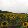 Sunflower Field Stock 12