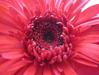 Red Flower Stock 2