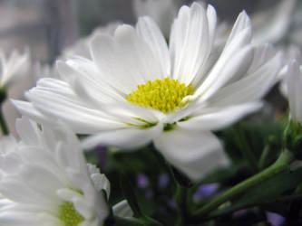 White Flower Stock